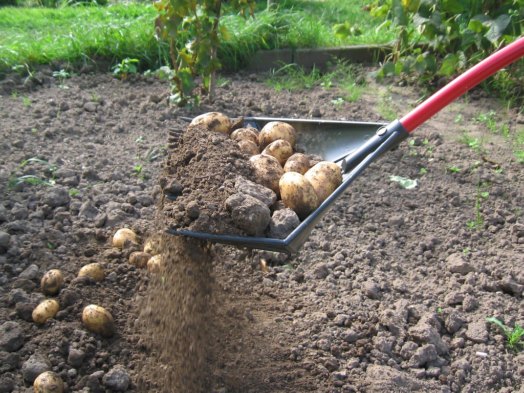 Golden Gark rood 18 tands 35 cm, gebogen aluminium steel en D-greep