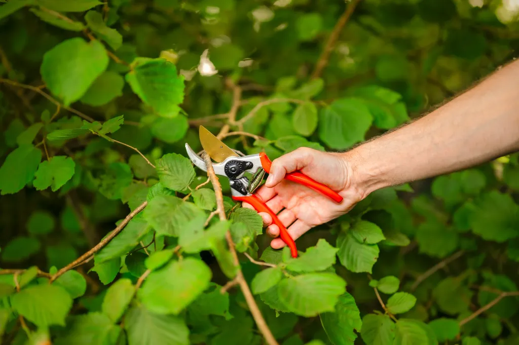 1560002-2.webp